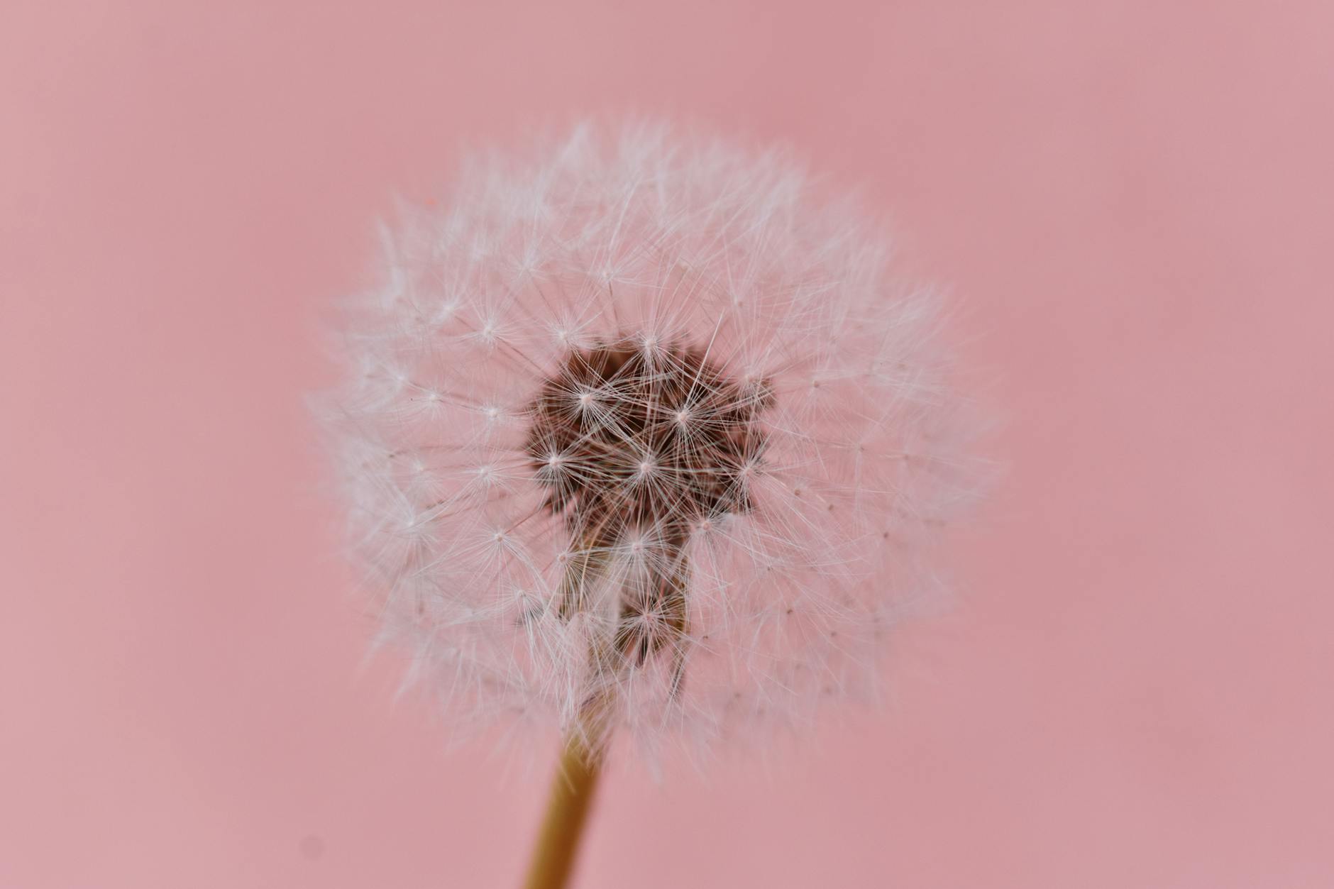 close up photo dandelion against pink background